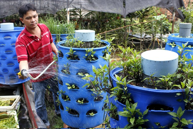 Mô hình trồng rau sạch từ rác giá 1 triệu đồng 2