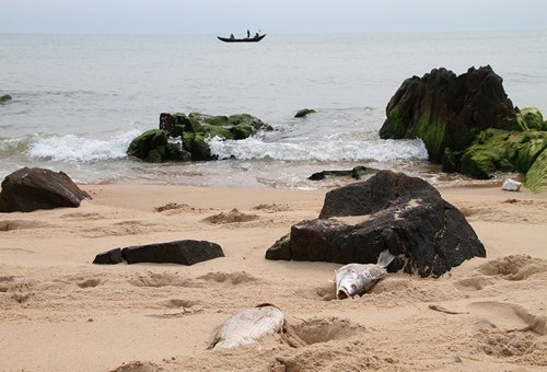 Du lịch biển miền Trung thiệt hại nặng vì cá chết 5