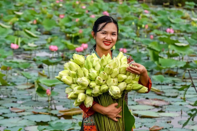 Khởi nghiệp từ hoa sen trắng cổ ở vùng đất Huế