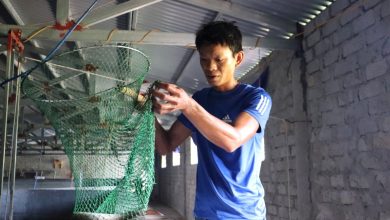 Khởi nghiệp nuôi cá chình chàng kỹ sư thu lãi gần 1 tỷ 10