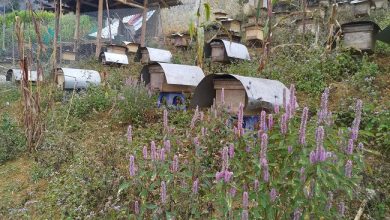 Khởi nghiệp nuôi ong du mục theo mùa 9x thu cả trăm triệu 2