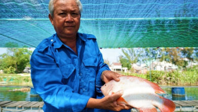 Khởi nghiệp mô hình nuôi cá điêu hồng trên sông Trường Giang của lão nông