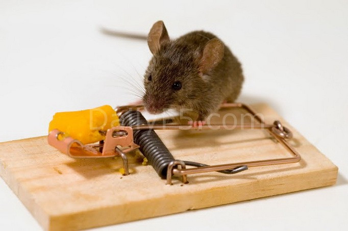 Nút LIKE và những “con chuột” trên Facebook 1