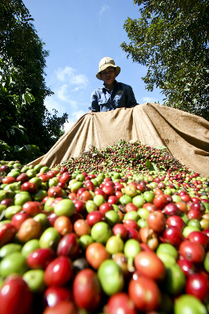 Giá cà phê Việt Nam gặp nhiều bất ổn