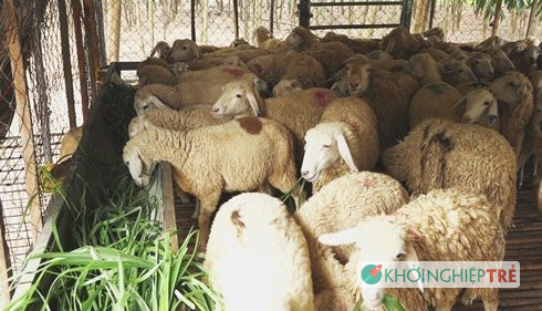 Chủ trang trại dê, cừu ở phố kiếm mỗi tháng 50 triệu đồng