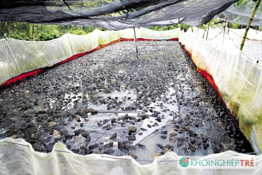 Hàng nghìn con ếch đang đến kỳ xuất bán của anh Hồ Thanh Phong. Ảnh: TRƯỜNG SƠN