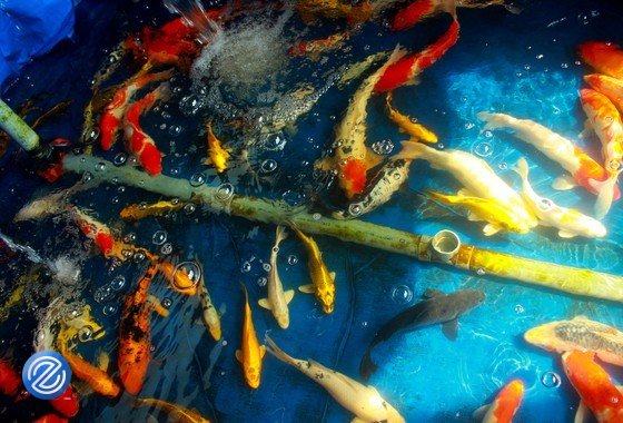 Thanh niên khởi nghiệp bằng việc nuôi cá Koi, mỗi năm thu về nửa tỷ