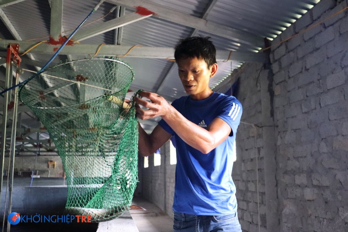 Khởi nghiệp nuôi cá chình chàng kỹ sư thu lãi gần 1 tỷ 