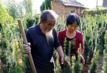 Ông cụ 71 tuổi khởi nghiệp trồng cây quý hiếm thu nhập khủng 3