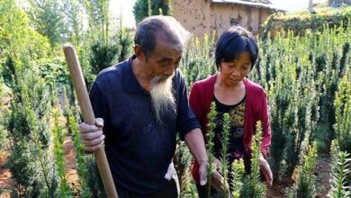 Ông cụ 71 tuổi khởi nghiệp trồng cây quý hiếm thu nhập khủng 5
