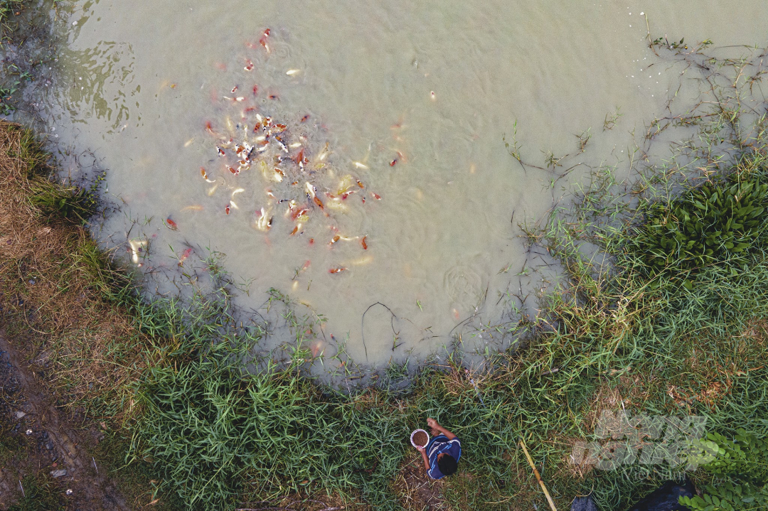Lạ lẫm mô hình nuôi cá Koi Nhật trong ao ruộng bùn lầy