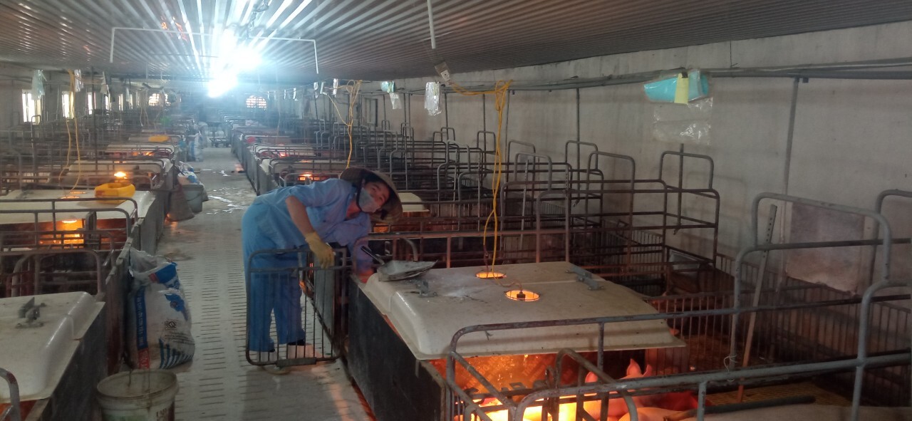 Bí quyết khởi nghiệp chăn nuôi heo công nghệ cao ở Nghệ An