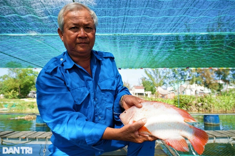 Khởi nghiệp mô hình nuôi cá điêu hồng trên sông Trường Giang của lão nông 