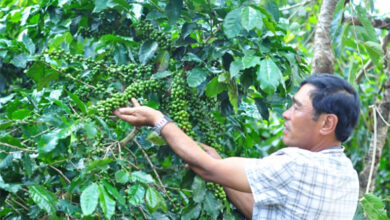 Trồng cà phê hữu cơ, tuân thủ quy trình lãi hàng năm cao